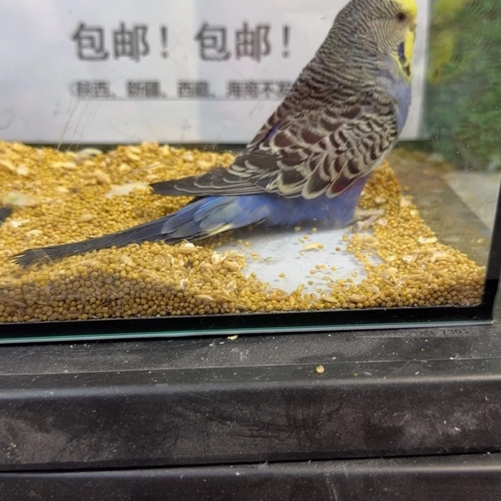 虎皮鹦鹉大头虎皮鹦鹉