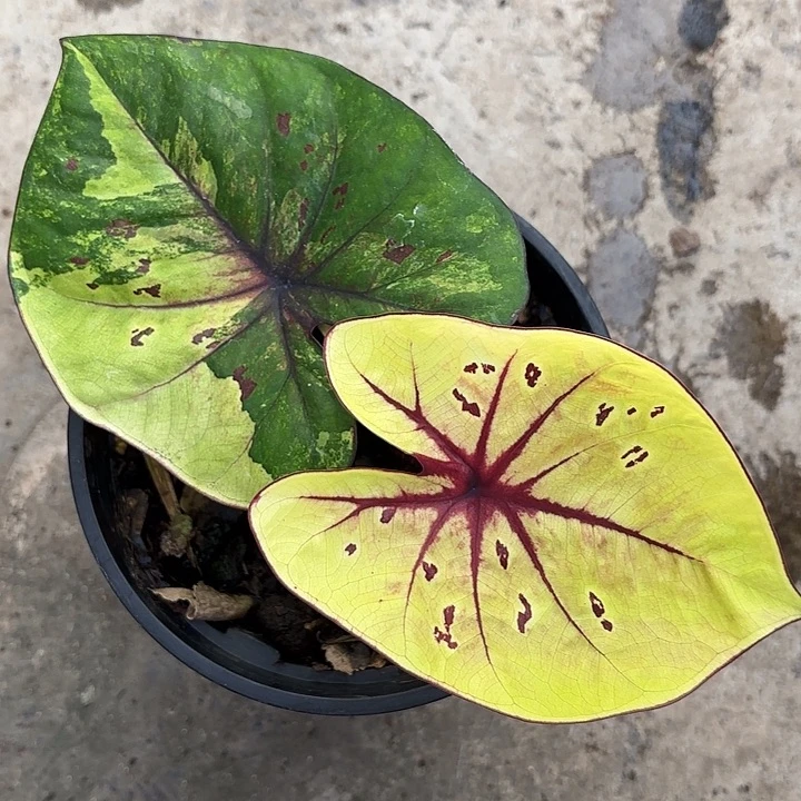 54-1125彩叶芋广东现货