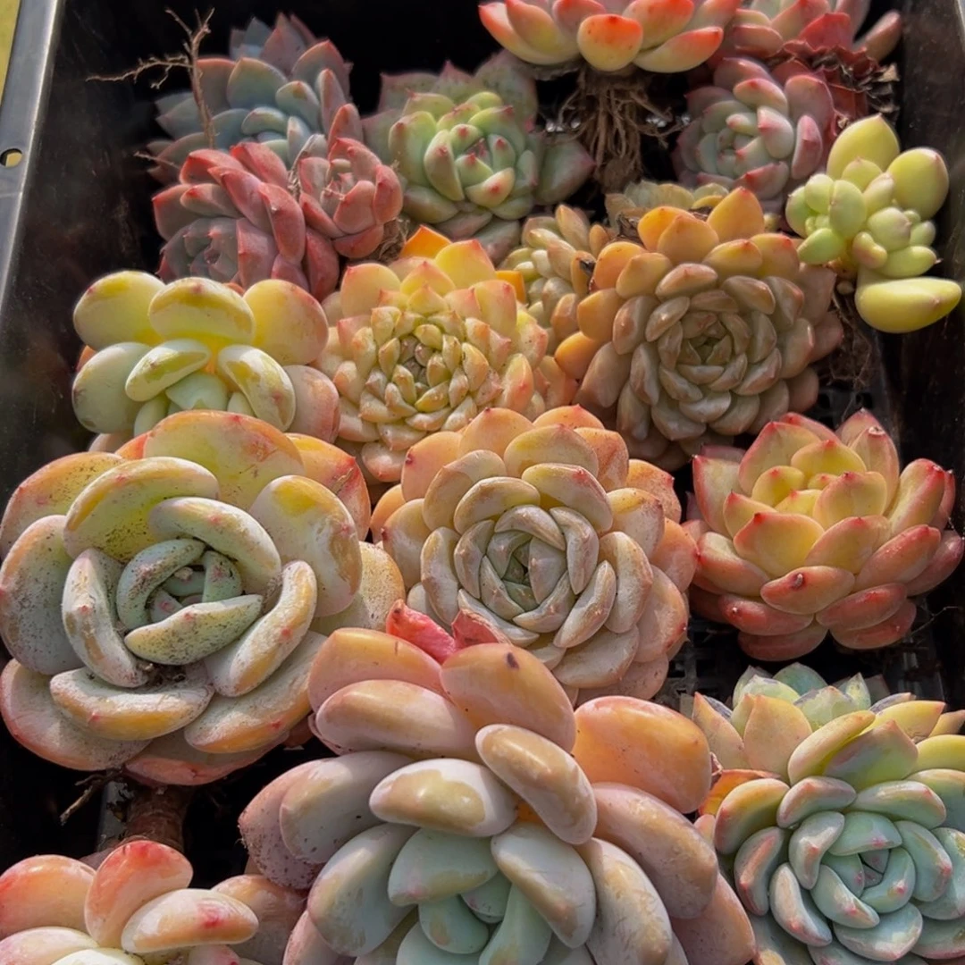 749大热的小伙伴都在用这个