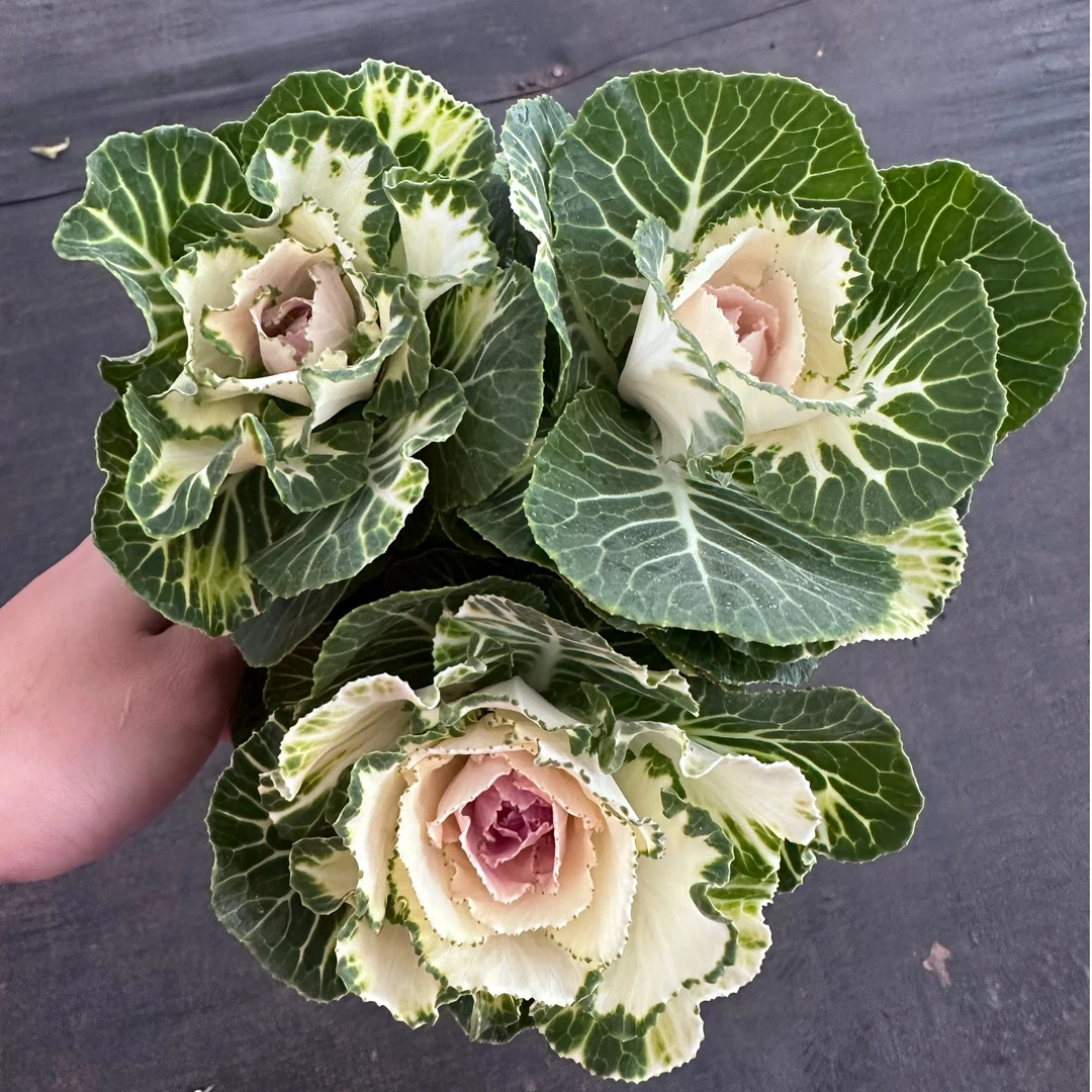 中昌花卉(羽衣橄榄多头）盆栽地栽庭院观赏玫瑰花耐寒