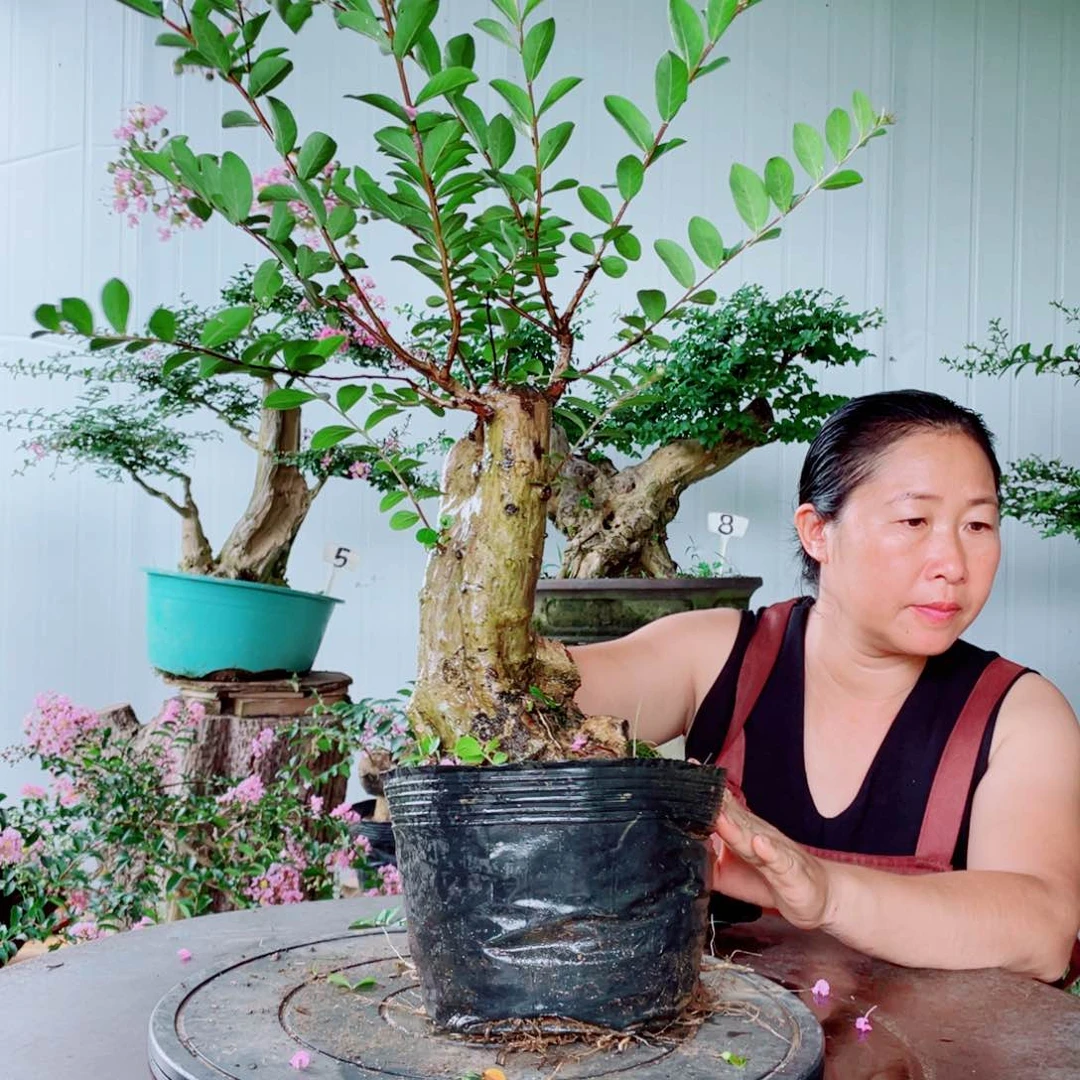 当前无花栽培后可以开花