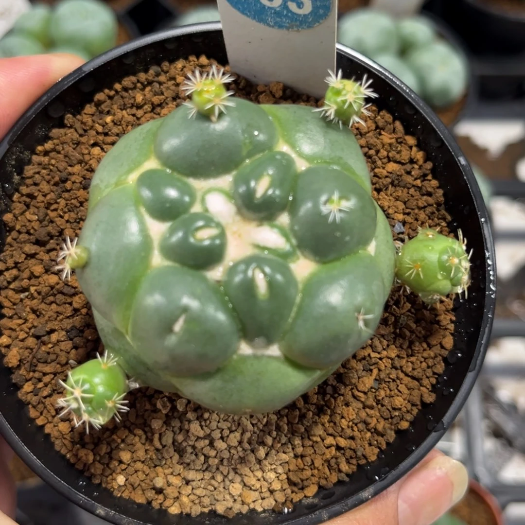 353无刺象牙带盆带土有萝卜根