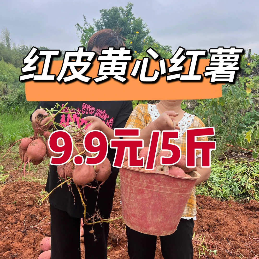 【本地红薯】净重五斤一箱  红皮黄心红薯