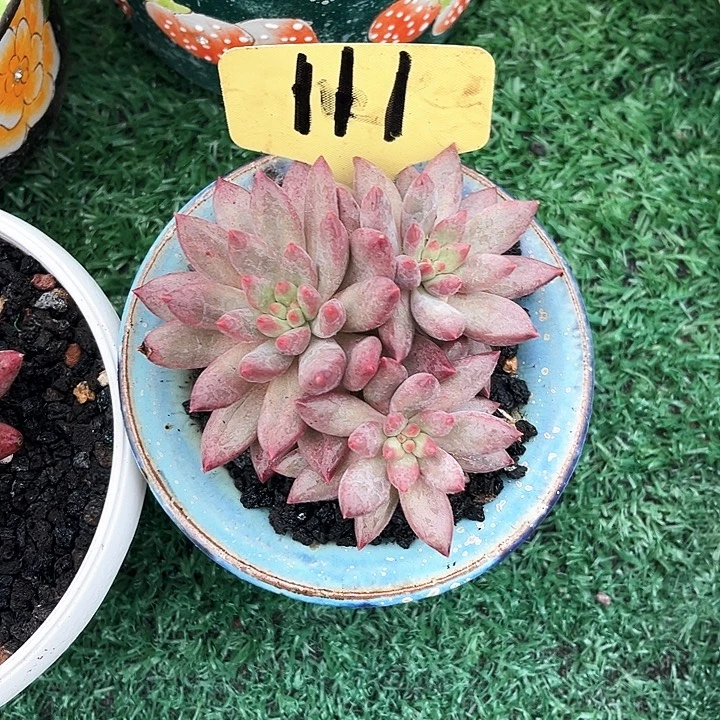 车厘子11号码牌子的话题