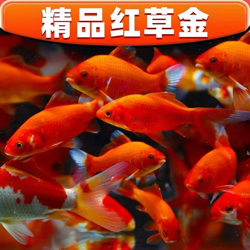大尺寸火焰草金鱼包邮16条9-11公分冷水新手好养耐活饲料鱼观赏鱼