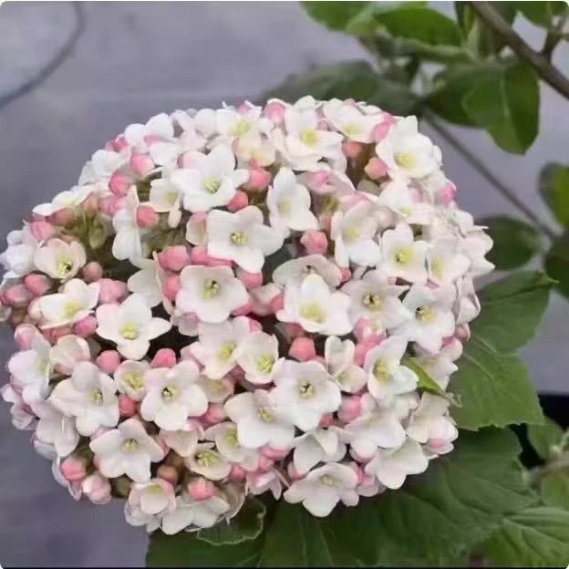 新品种布克木绣球浓香味木本绣球粉色花苞红蕾雪球荚蒾包对版