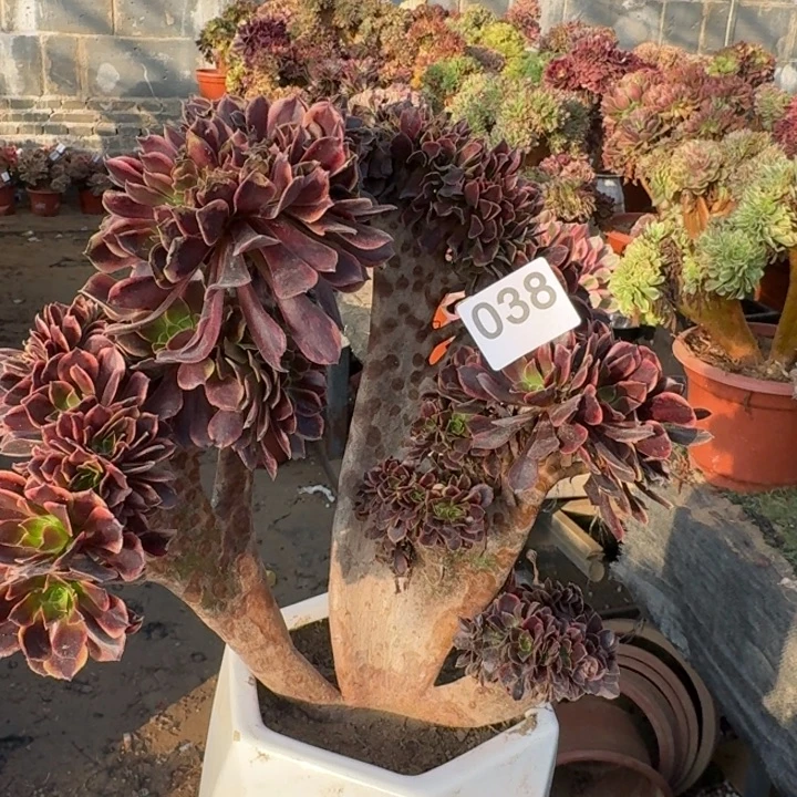 欧嘉莉法师锦缀化038