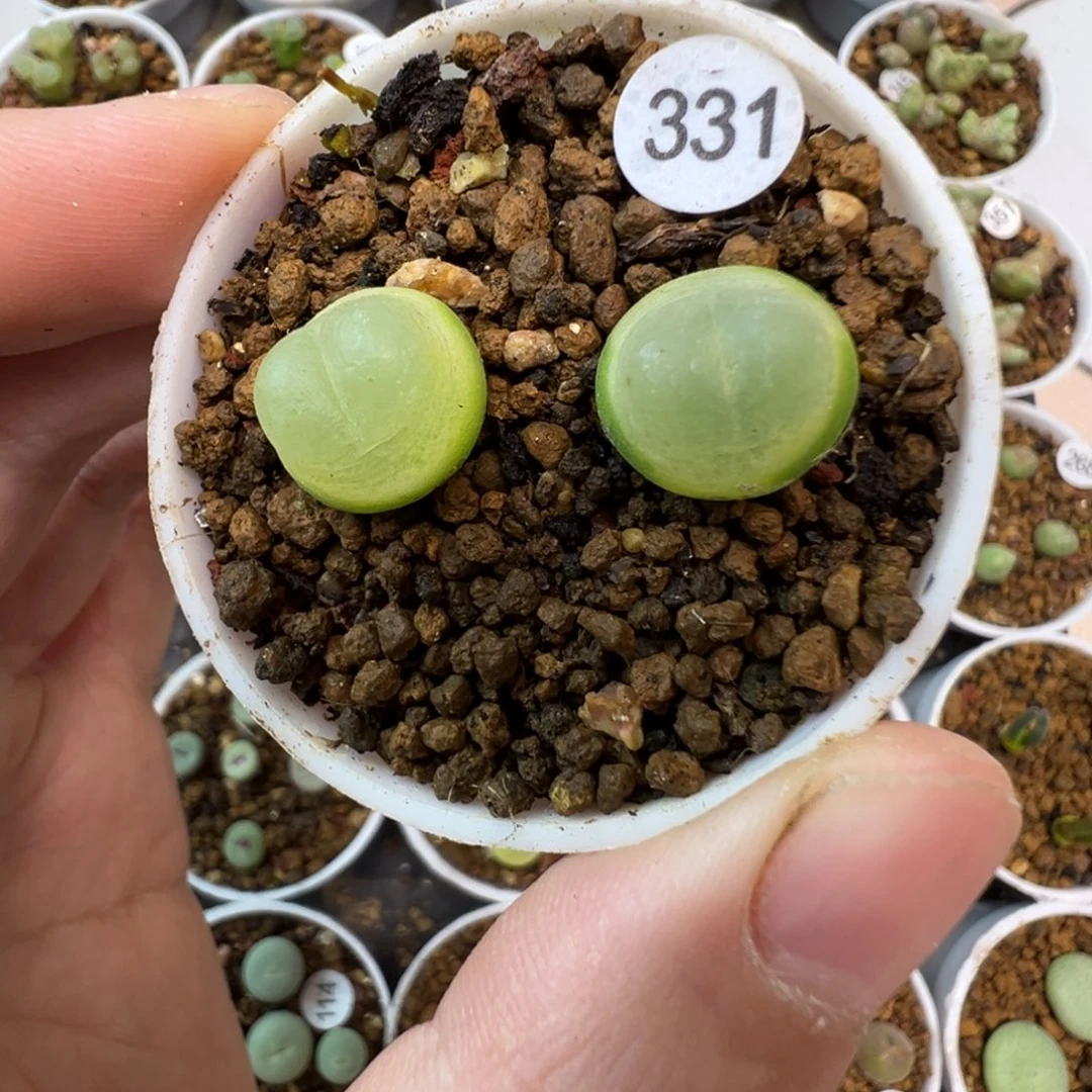 空蝉一颗脱土3310000