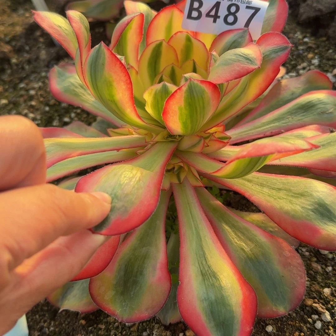 487爱丽丝。多肉植物