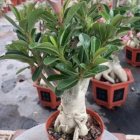 【闪购商品】无花朵張*生绿植