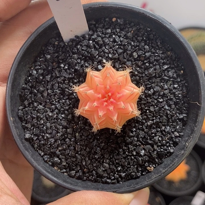 海***❀精品米哈——脱土发货