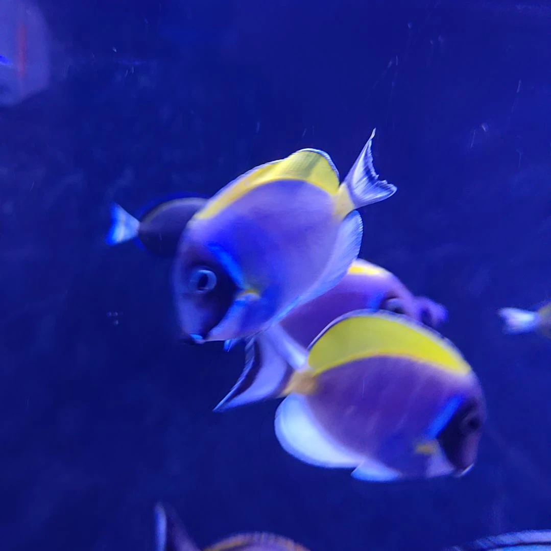 海水鱼养定粉蓝吊