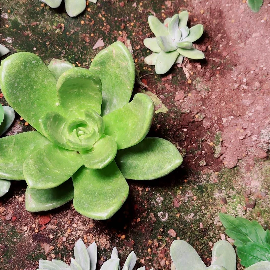 糊***糊6485绿体杂交多肉