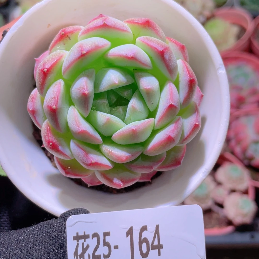 花利美25-164白桃汽水