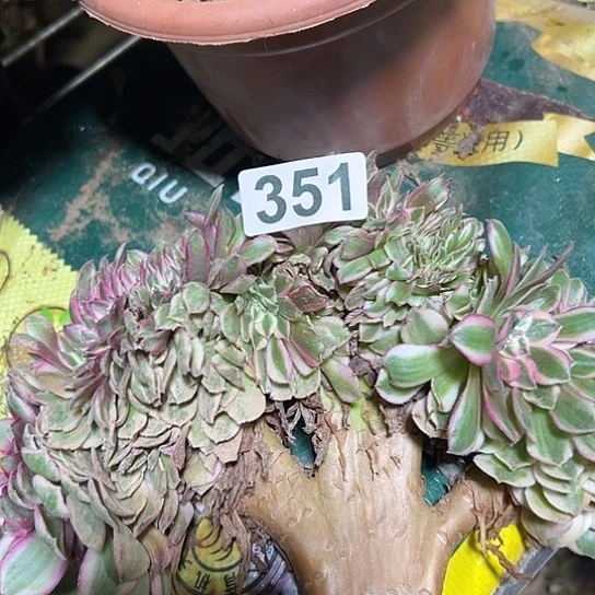 一***演多肉植物一类倾城351