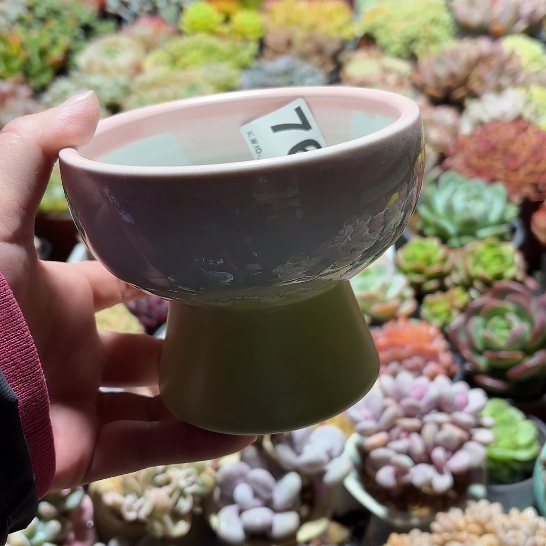 张***)景德镇多肉花盆760