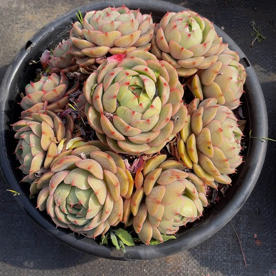 笨巴多肉植物群2135