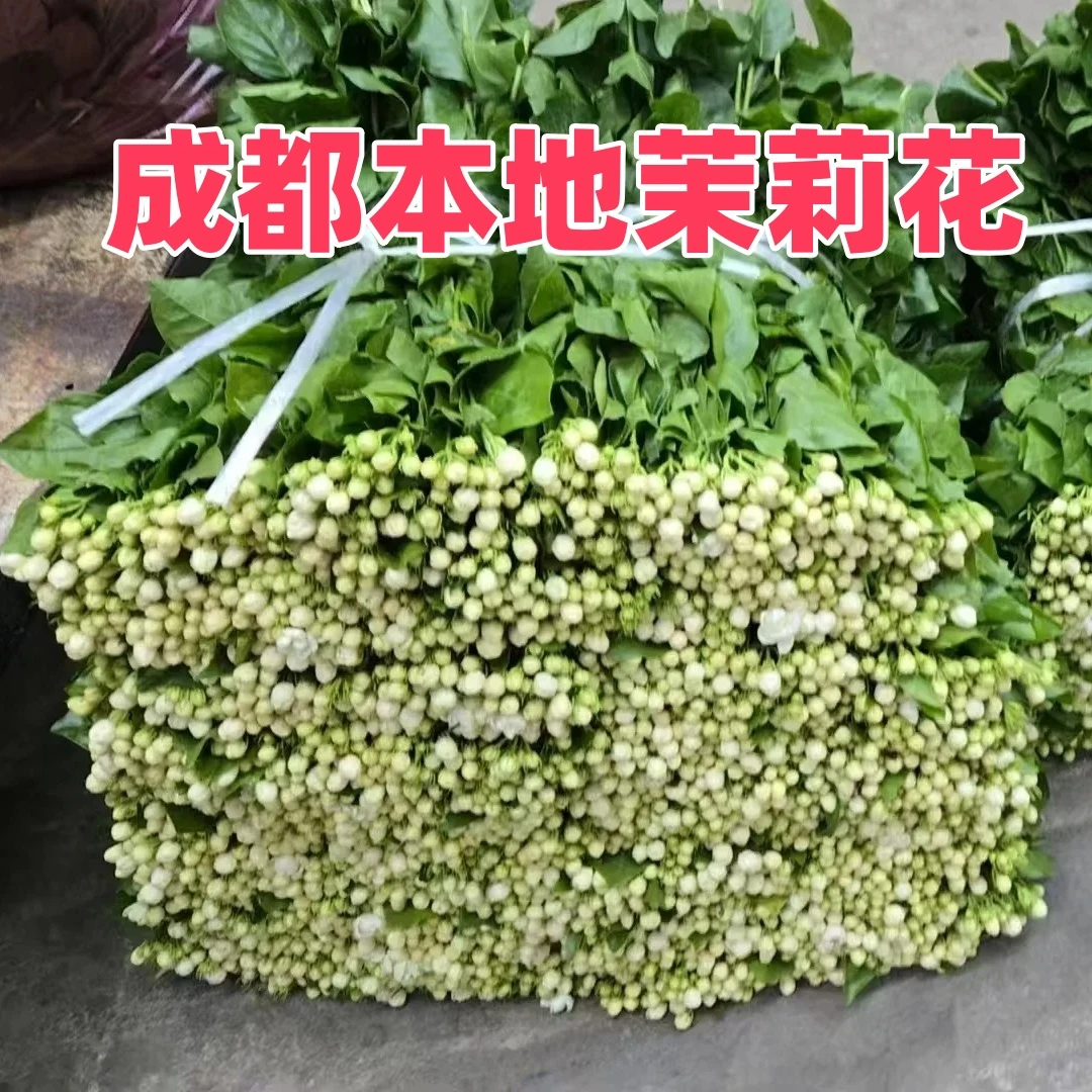 【成都本地茉莉花35支以上一扎】家居生活鲜花今天拍明天到顺丰包邮