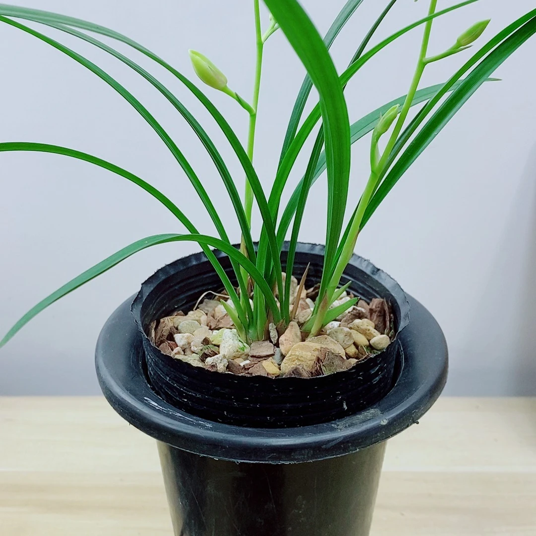 当前无花栽培后可以开花名