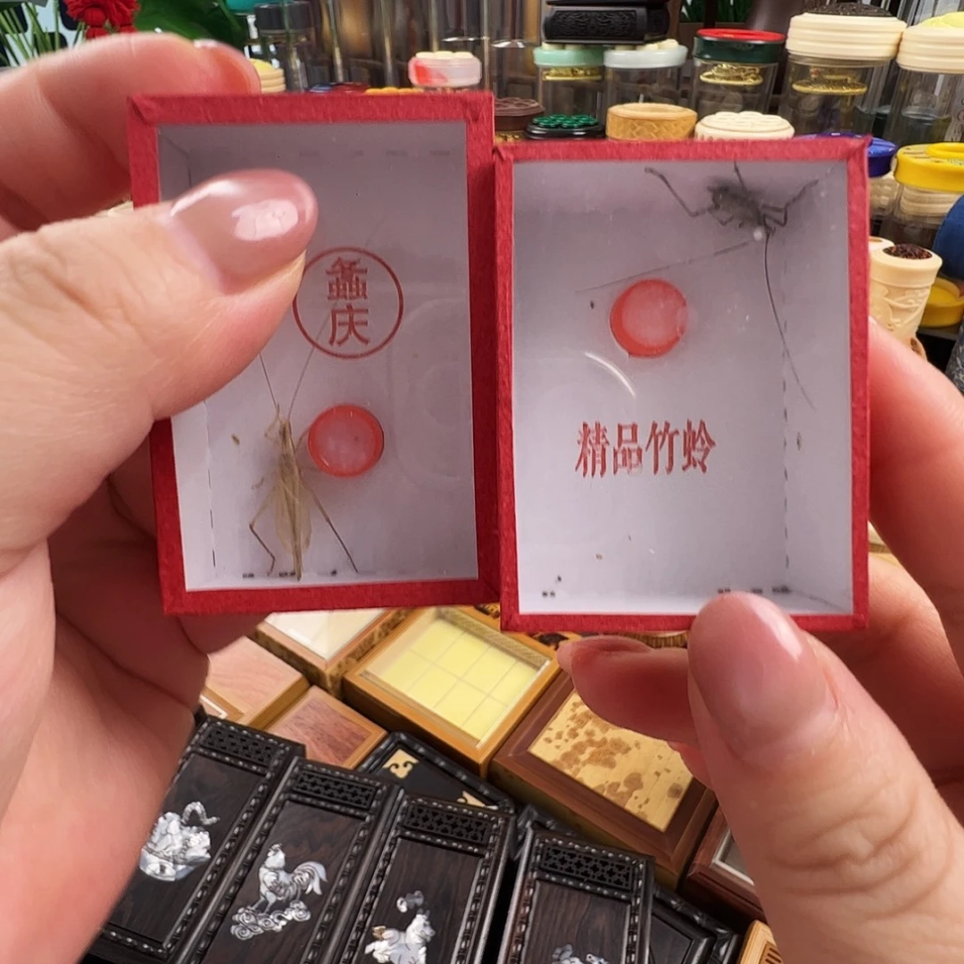 段须柬埔寨竹蛉➕紫竹蛉