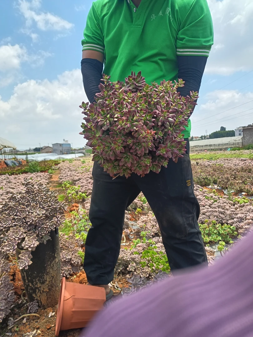 一花一世界多肉，红稚莲地栽老桩，，叶片问题不售后