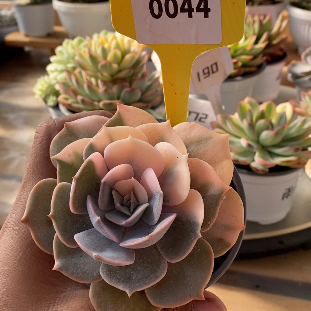 0044双子座哈哈哈哈哈