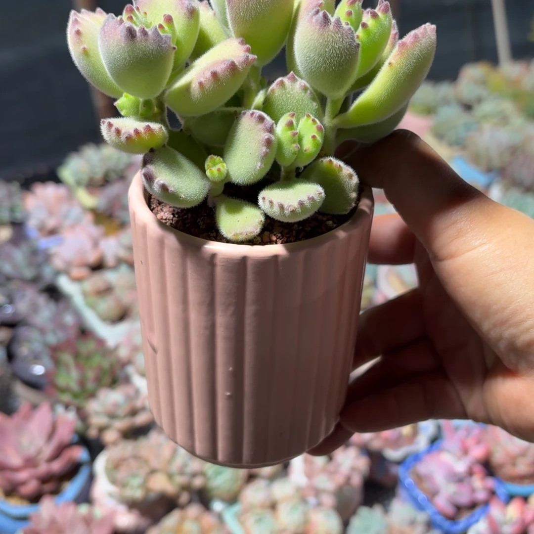 熊童子多肉粉色盆随机