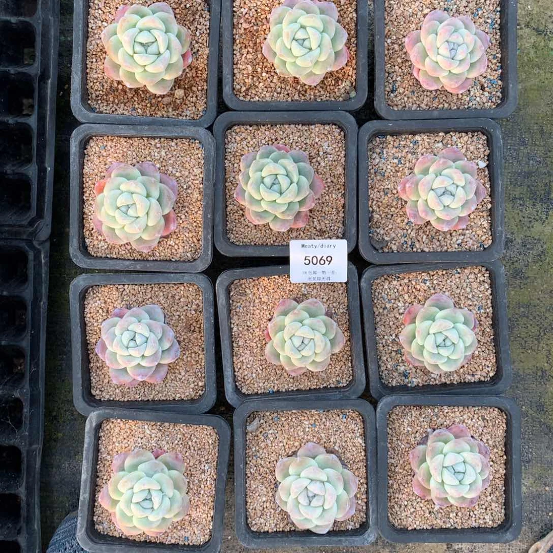 特5069冰玉单头5到6厘米12颗一组脱土发