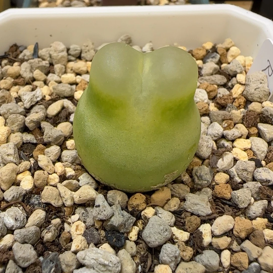 拉登杂毛多肉植物一颗