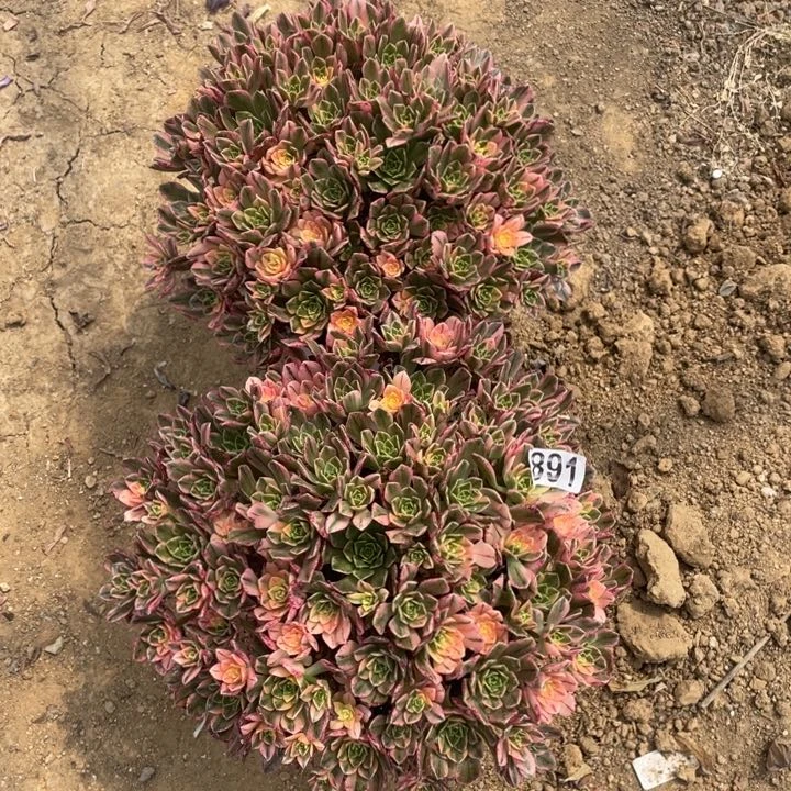 ✨***子891多肉植物甜茶2棵寄养