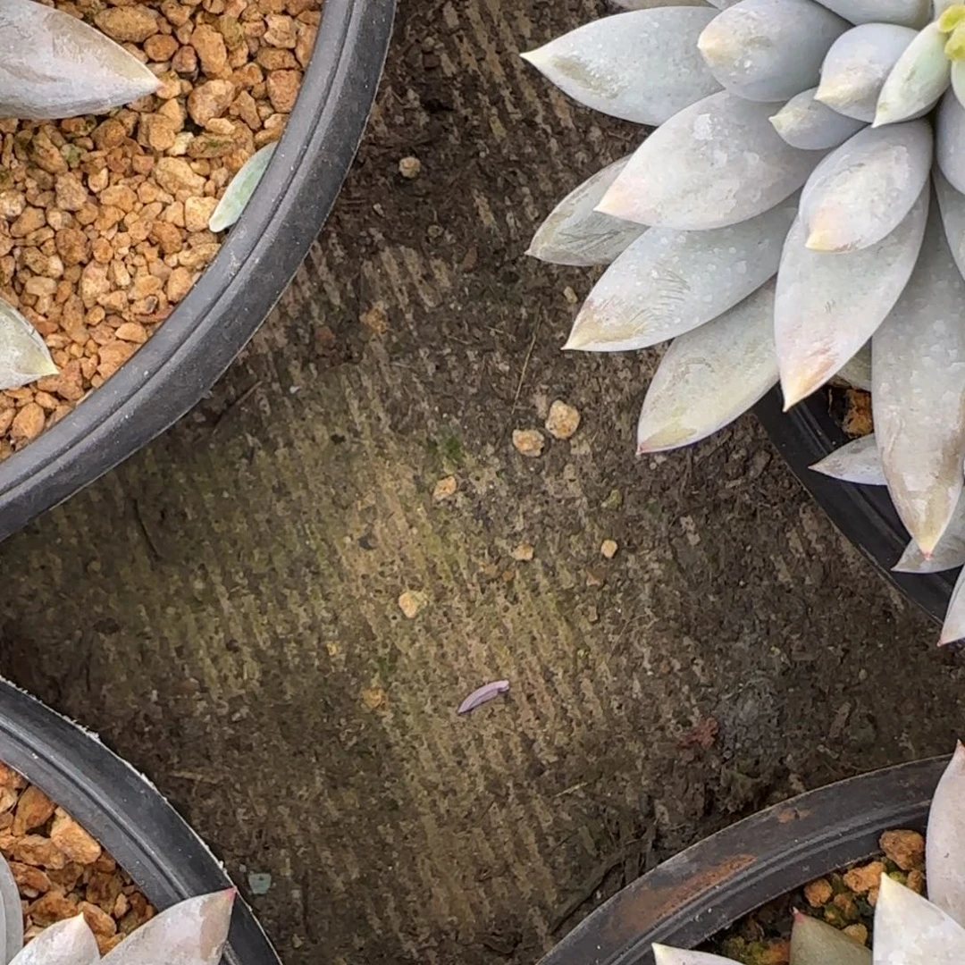 柠***夏7058。       哥特群