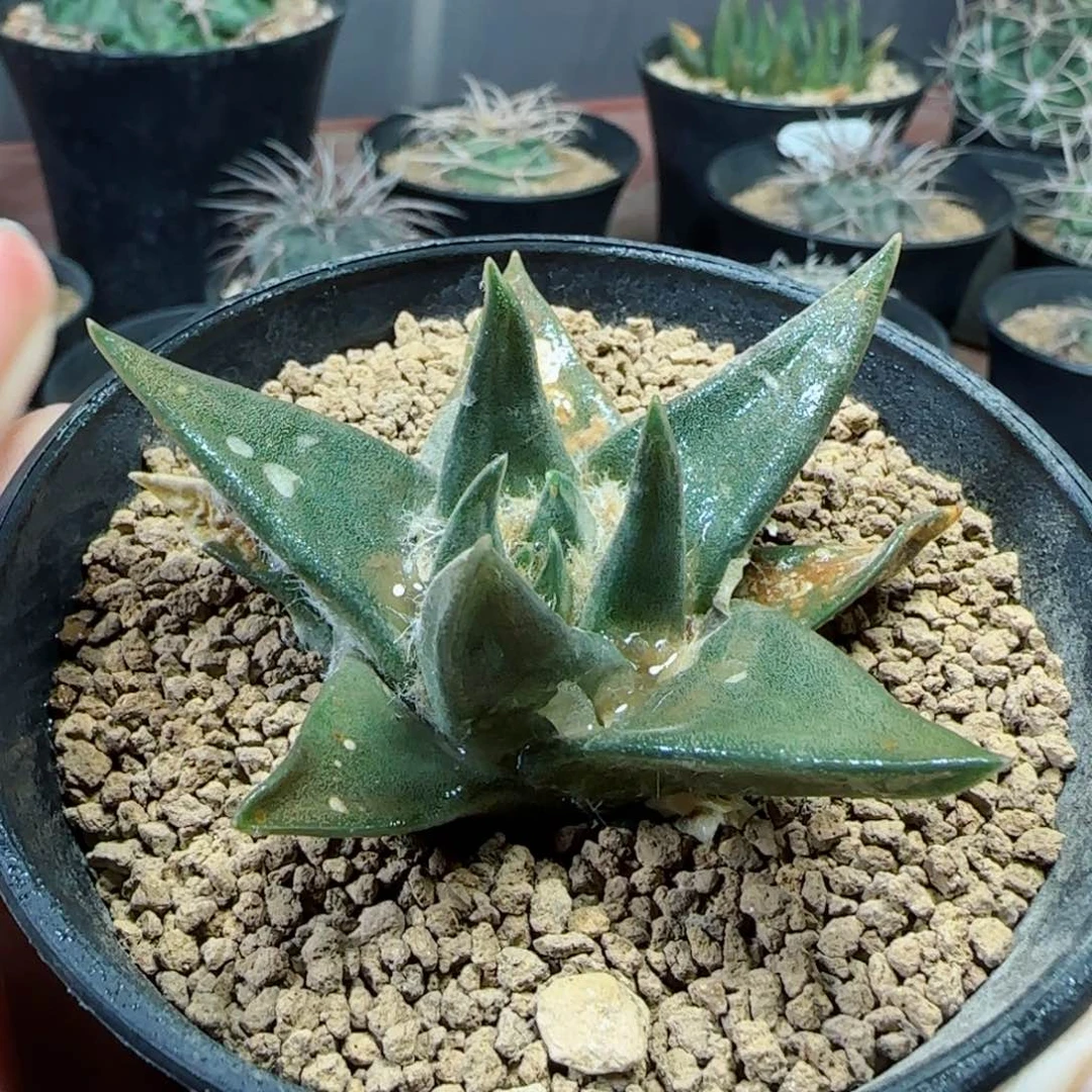 实生龙牙牡丹多肉