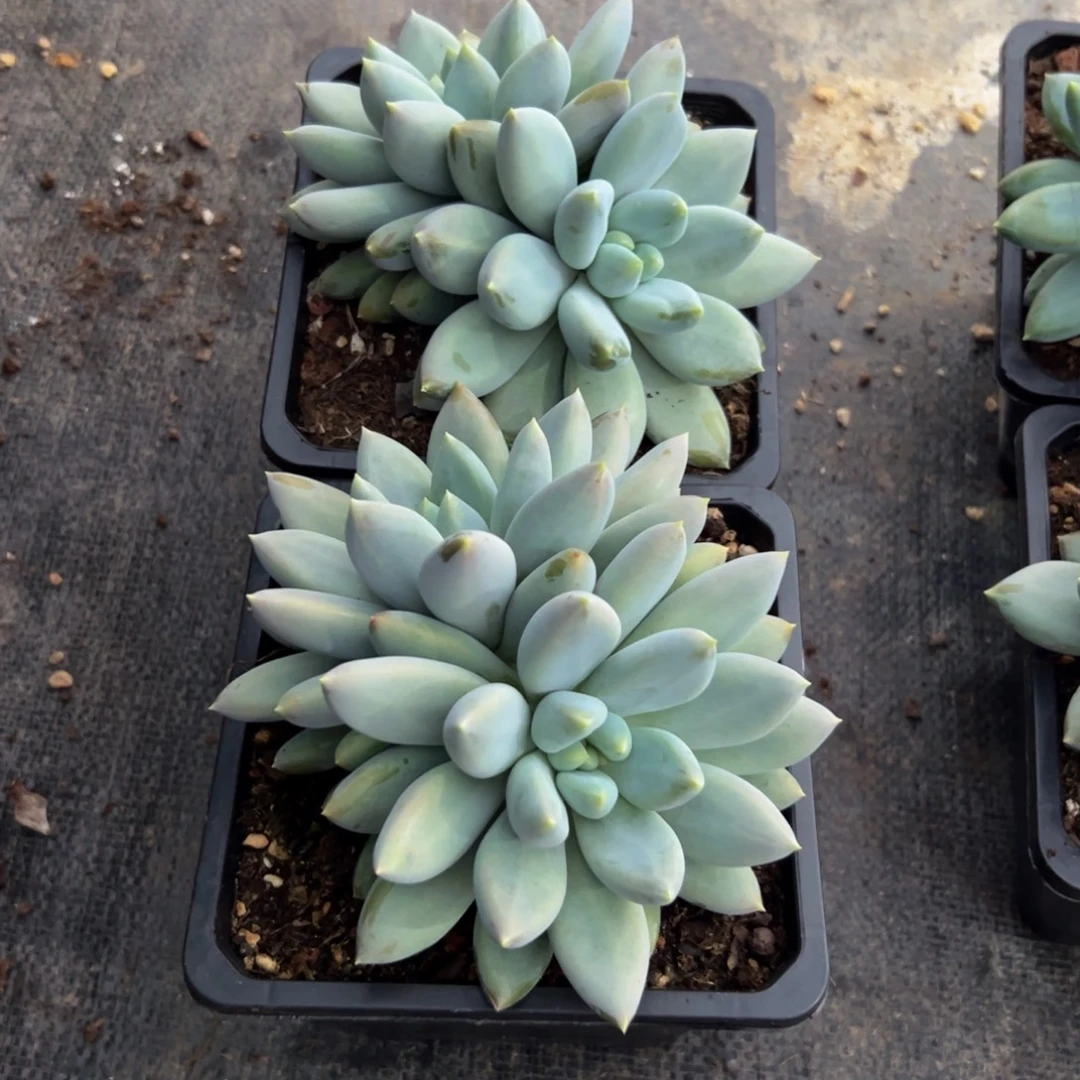 朝***暮两颗哥特多肉植物