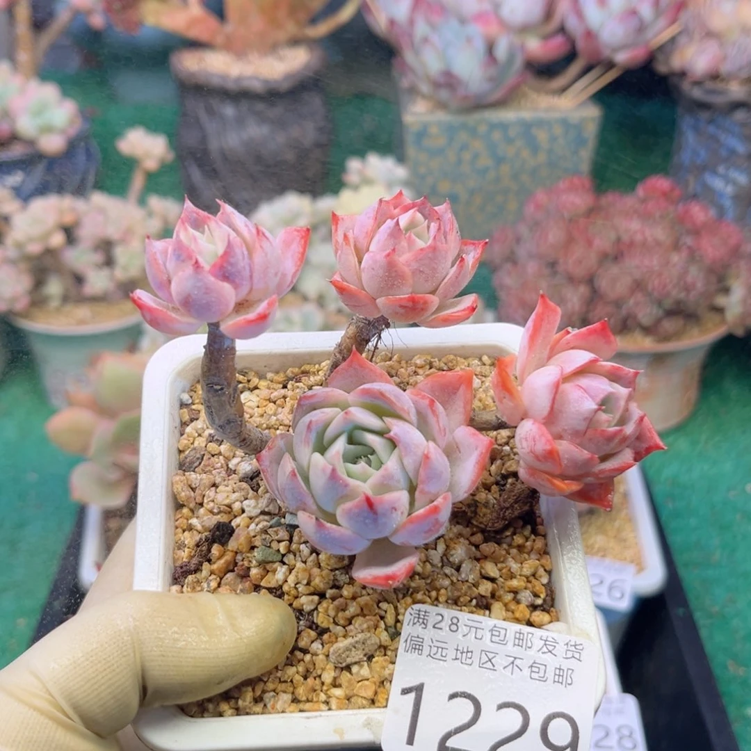 大1229；h f h f h ch g g b b