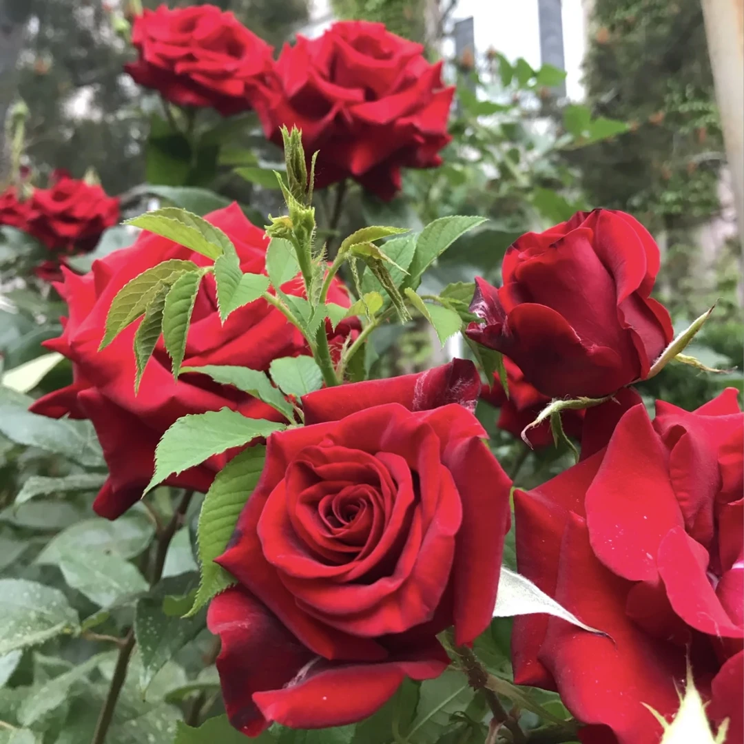 红丝绒月季花丛生盆栽花卉庭院耐晒耐寒