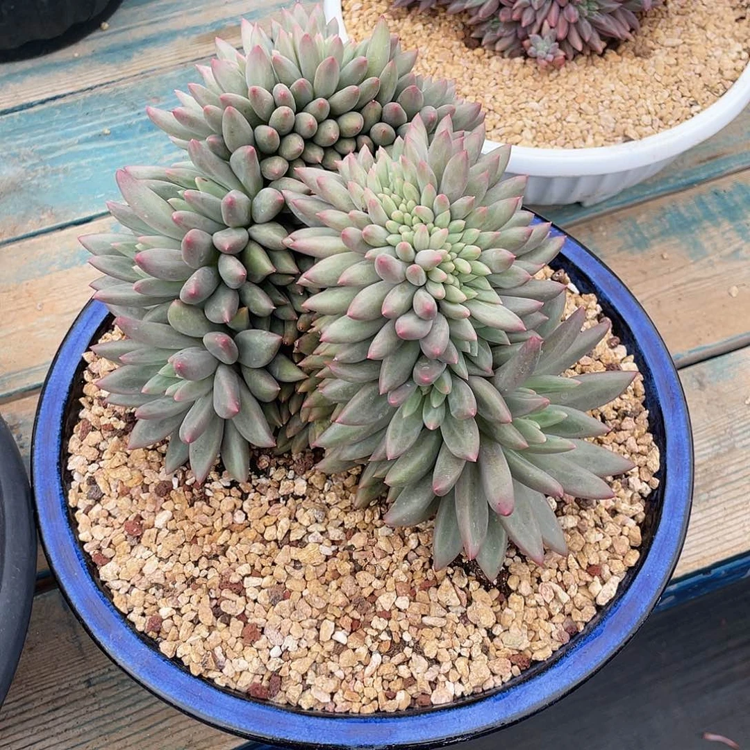 水晶球美人缀多肉植物