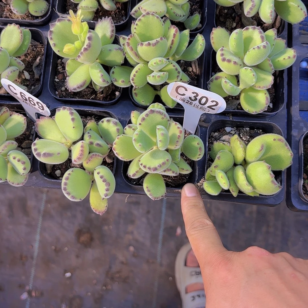 C302熊童子一物一拍