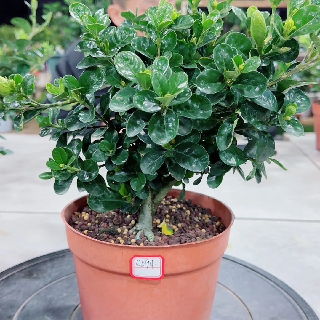 无花朵皓月栀子花