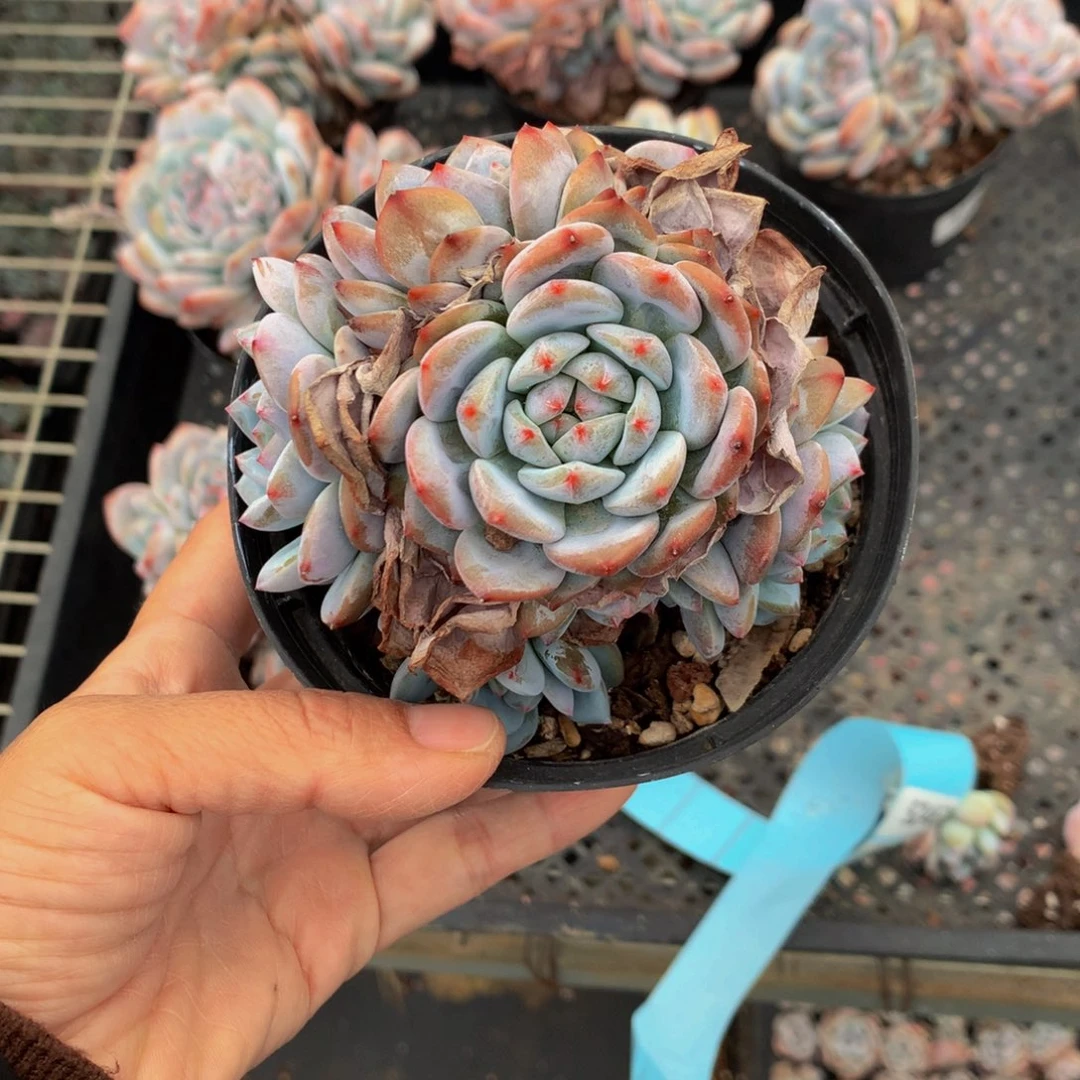 刺*君52416多头一个嗯嗯嗯嗯加油