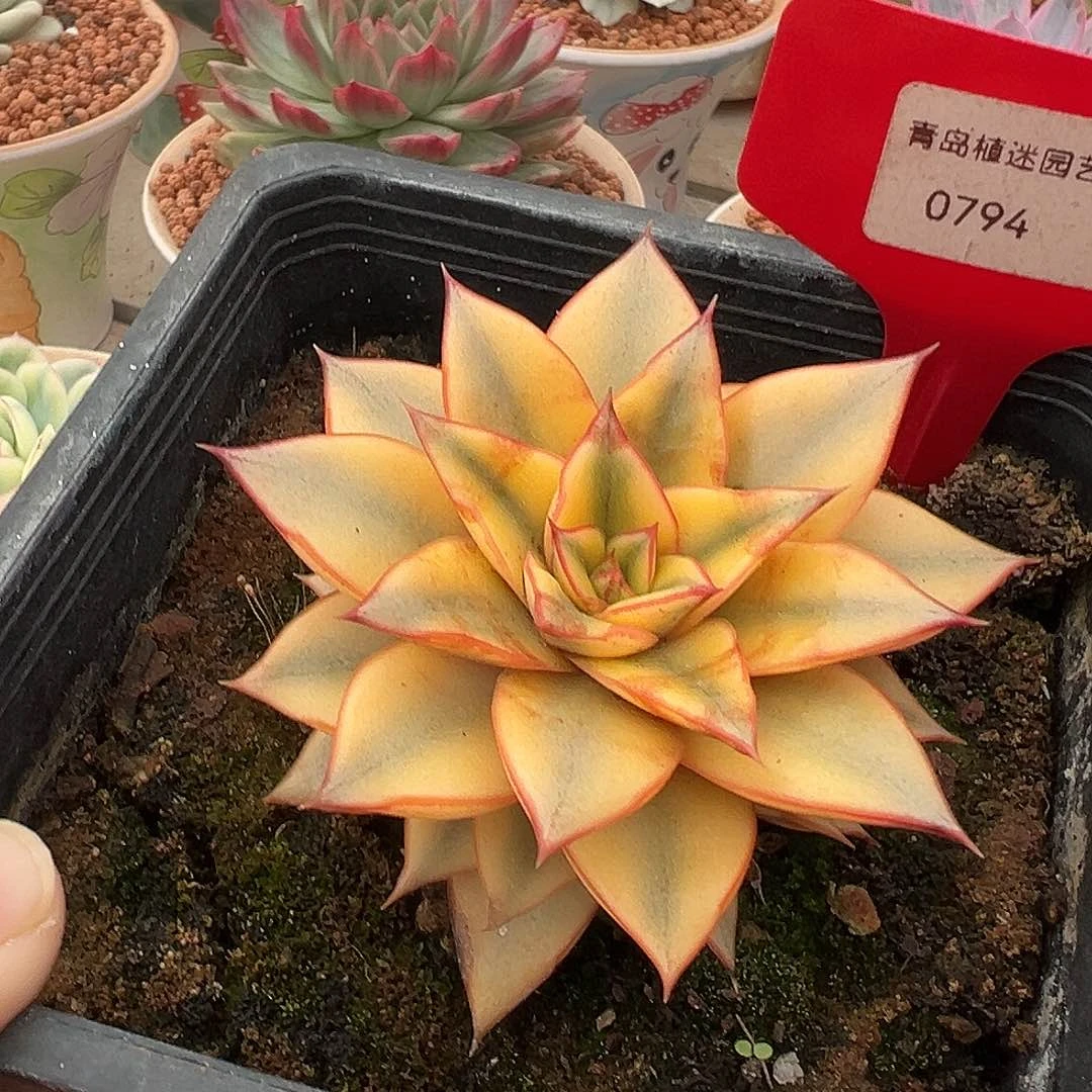 794号麒麟座锦多肉