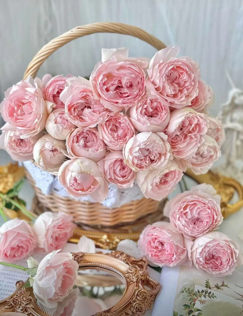 【陌上花开】20支单头宝贝变色龙-单头玫瑰（注意：带包装醒花哦~）