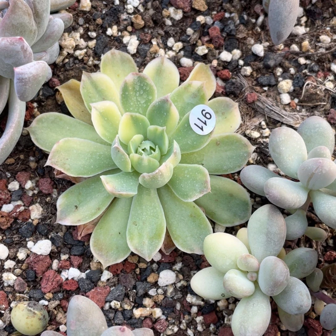 月影系列锦多肉植物