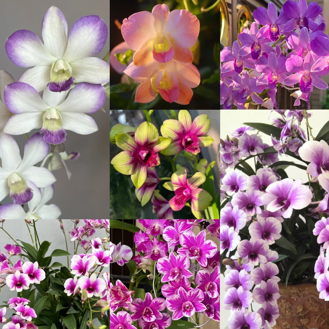 泰国秋石斛混合苗 花后苗花大花香花期长适合盆栽 可室内室外养