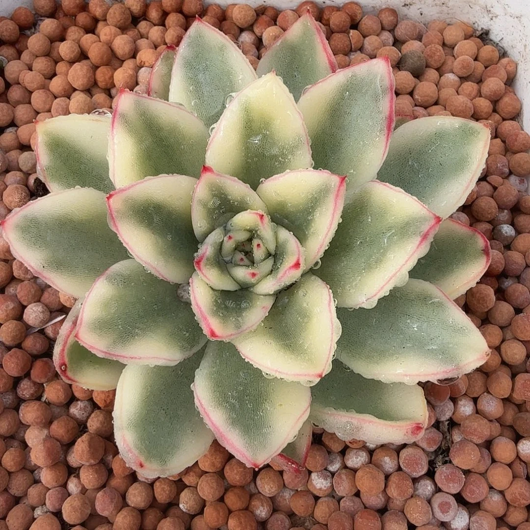 阿斯娜锦，多肉植物