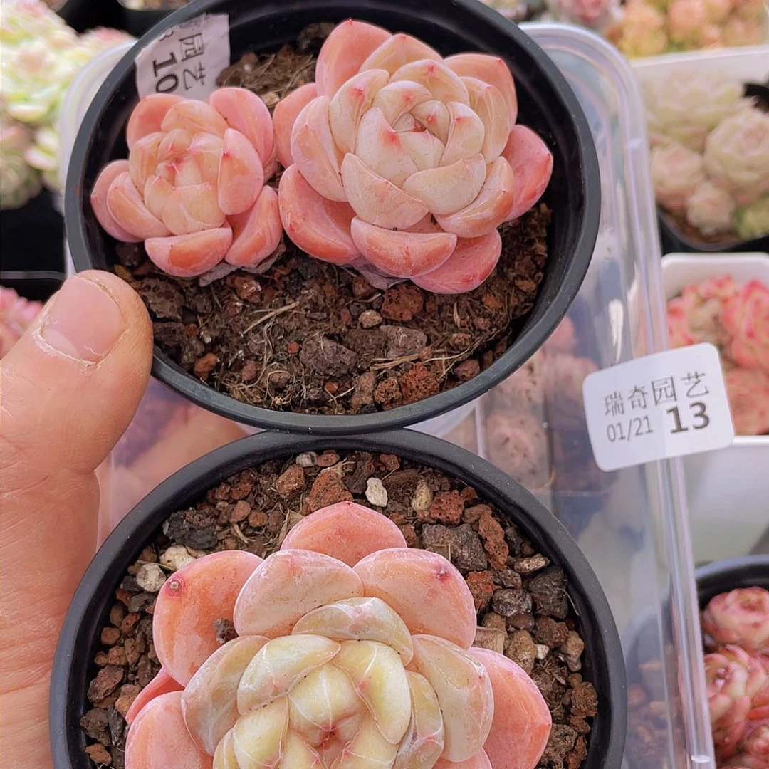 000000000000013量拍