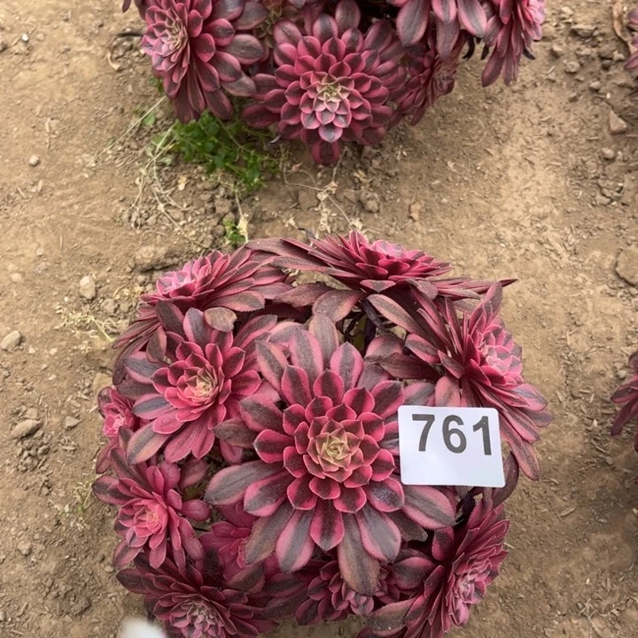 黑铜白761不包断枝