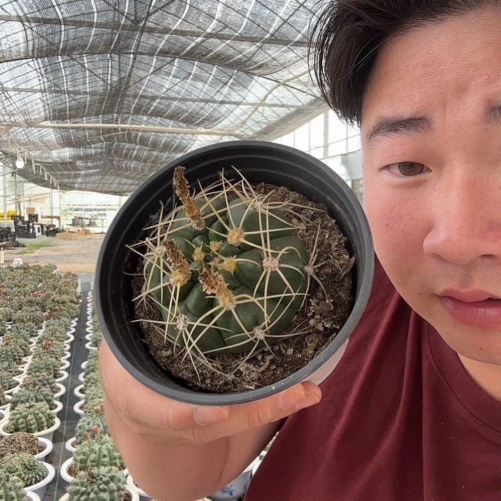 海王仙人球带盆土发货