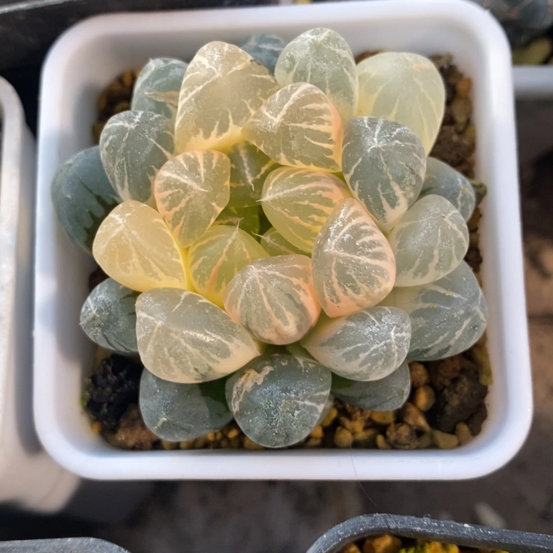 一颗实生糊斑玉露锦 开播福利