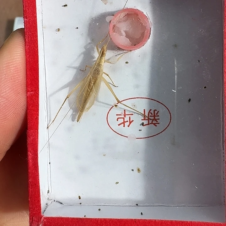 煜***蟋蟀11111111111111