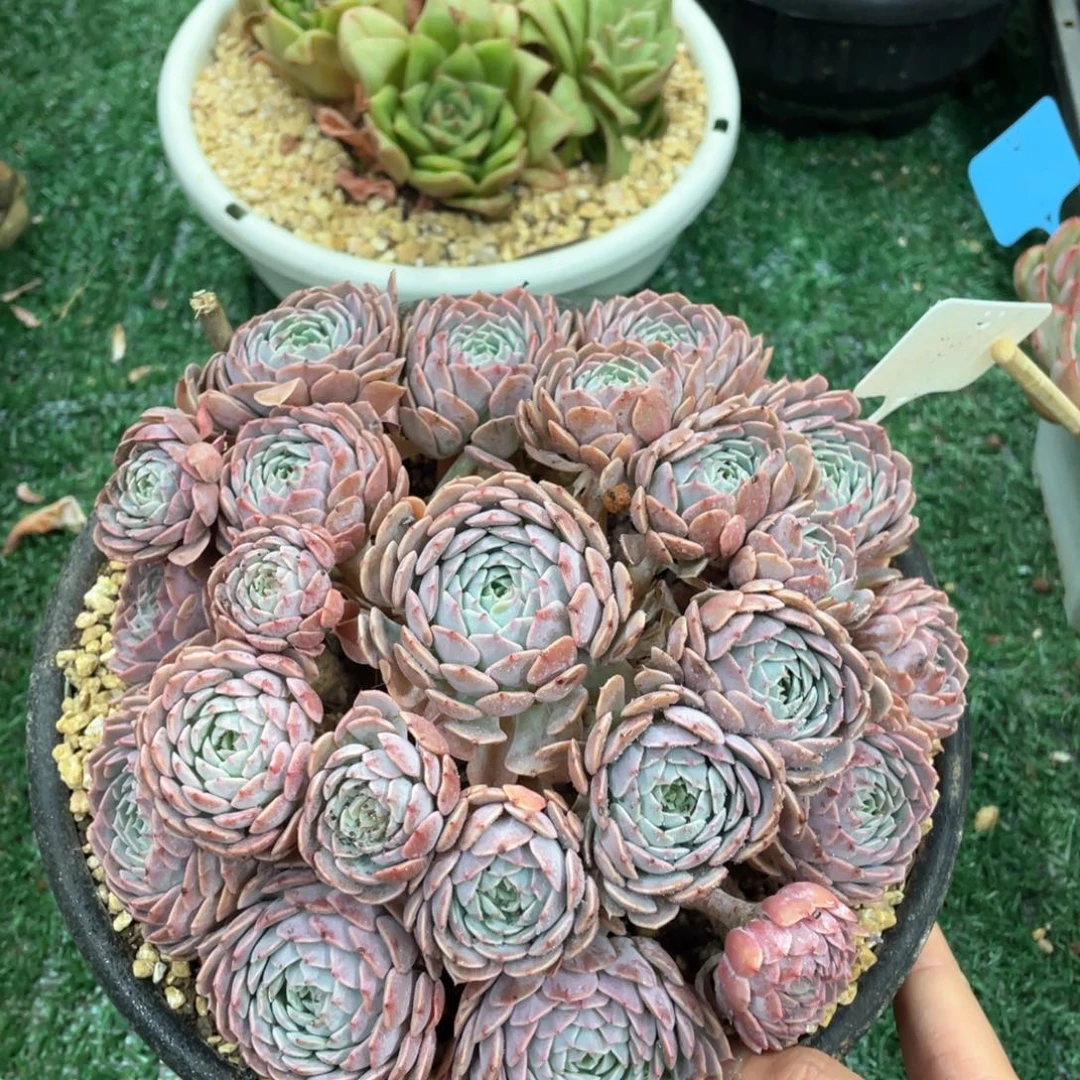 天赐一物一拍28包邮非偏远